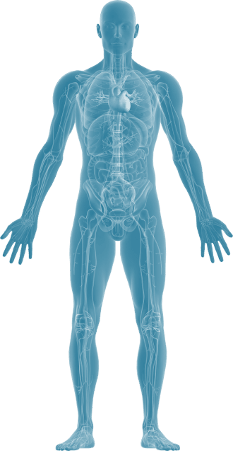 human body illustration v1.2